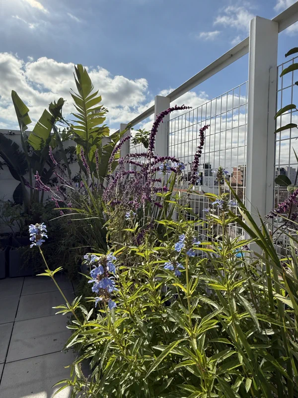 Verbenas violetas y gramíneas junto a la baranda de la terraza