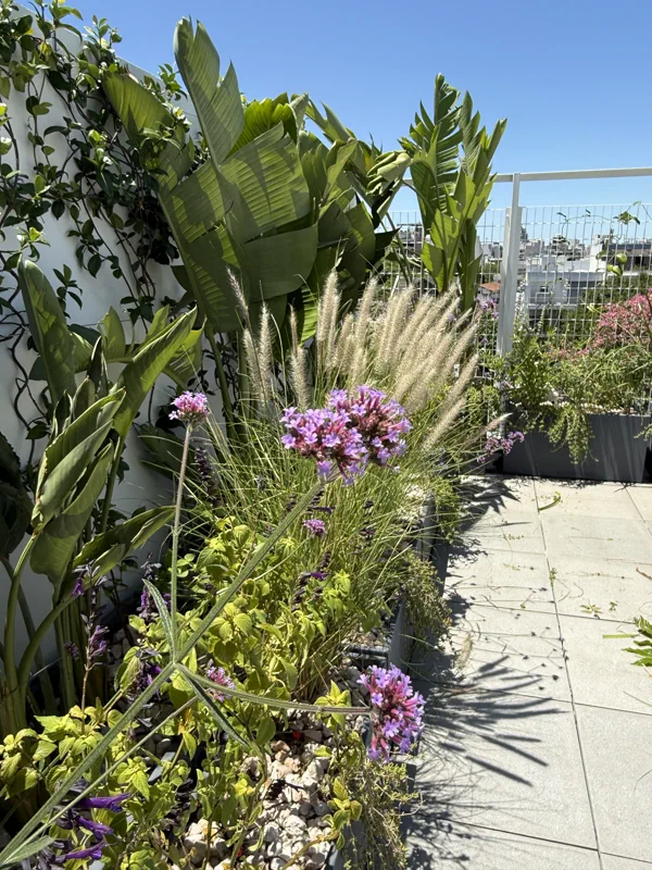 Gramíneas y flores rosadas en el cantero de la terraza