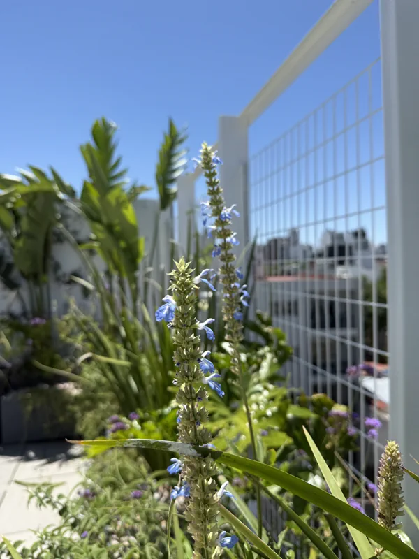 Salvias azules junto a la baranda con edificios al fondo