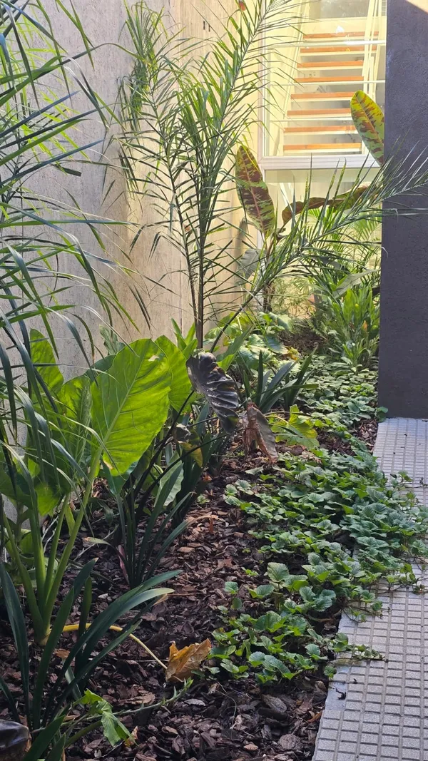 Patio lateral con palmeras y cubresuelos