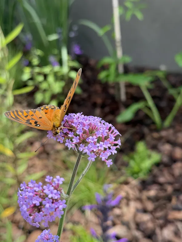 Mariposa espejito posada sobre una verbena en flor