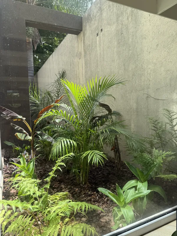 Jardín de interior con kentias y helechos tras el vidrio