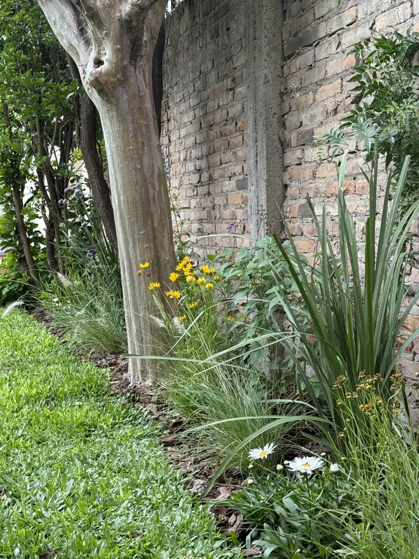 Crespón y flores amarillas sobre la franja de césped