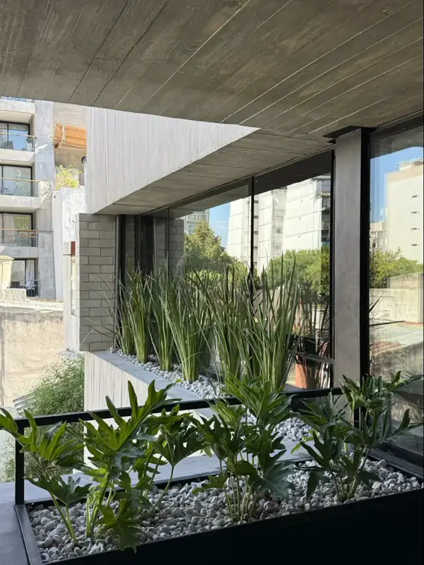 Balcón con canteros de sansevierias y gramíneas entre edificios