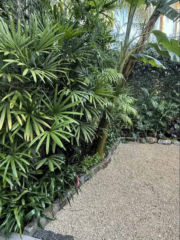 Cantero tropical denso con palmeras rhapis y borde de piedra